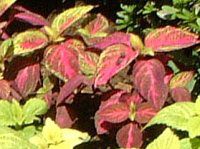 �R���E�X(Coleus)