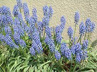 ���X�J��(Muscari)