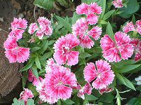 �_�C�A���T�XDianthus)