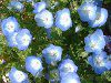 �l���t�B��(Nemophila)