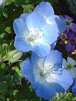 �l���t�B���E�����W�[�W�[(Nemophila menziesii)