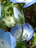 �l���t�B���E�����W�[�W�[(Nemophila menziesii)