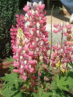 ���s�i�X(Lupinus)