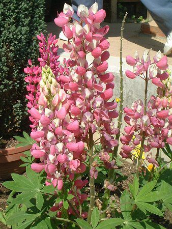 ���s�i�X(Lupinus)