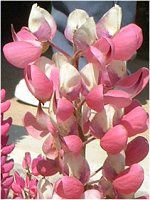 ���s�i�X(Lupinus)
