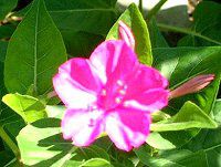 �I�V���C�o�i(������)