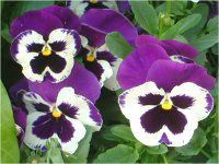 �p���W�[(Pansy)