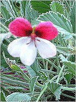 �y�����S�j�E�� '�X�v�����f�B�b�h'