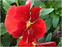 �p���W�[(Pansy)