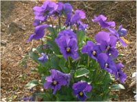 �p���W�[(Pansy)