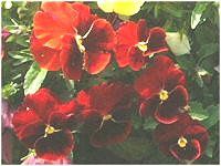 �p���W�[(pansy)