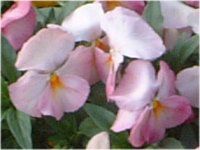 �p���W�[(Pansy)