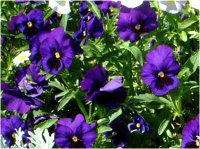 �p���W�[(Panzy)