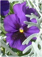 �p���W�[(Panzy)