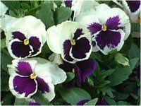 �p���W�[(Pansy)
