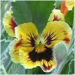 �r�I��(Viola)
