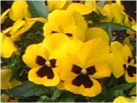 �p���W�[(Pansy)