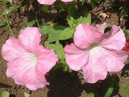 �y�`���j�A(Petunia)