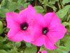 �y�`���j�A(Petunia)