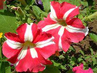 �y�`���j�A(Petunia)