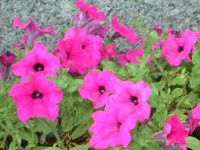 �y�`���j�A(Petunia)