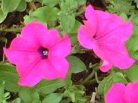 �y�`���j�A(Petunia)