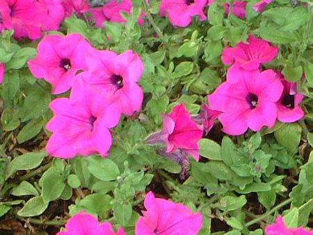 �y�`���j�A(Petunia)