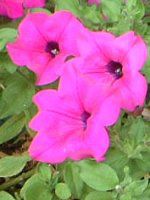 �y�`���j�A(Petunia)
