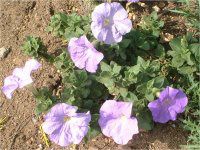 �y�`���j�A(Petunia)