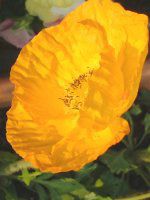 �A�C�X�����h�|�s�[(Iceland Poppy)
