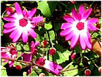 �T�C�l���A (cineraria)