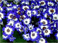 �T�C�l���A(Cineraria)