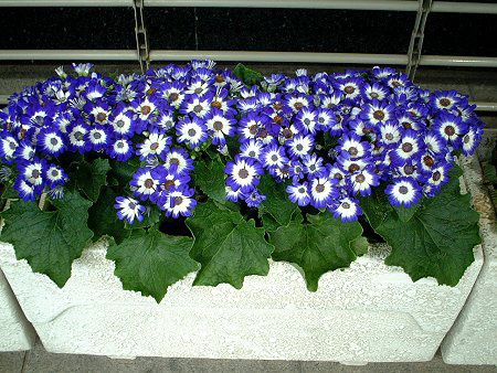 �T�C�l���A(Cineraria)