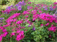 �T�C�l���A (cineraria)