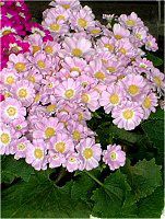 �T�C�l���A(Cineraria)