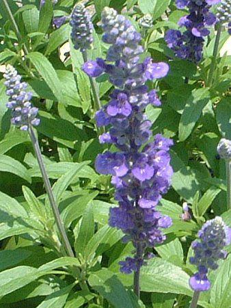�u���[�T���r�A(Blue salvia)