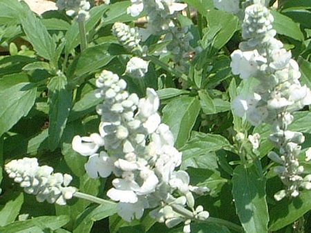 �u���[�T���r�A(Blue salvia)