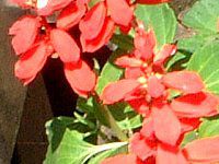 �T���r�A�E�X�v�����f���X