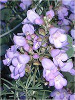 ���i���A(Linaria)