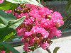 �T���X�x��(�S���g)