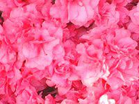 �N�����c�c�W