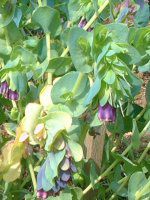 �Z�����Z(Cerinthe)