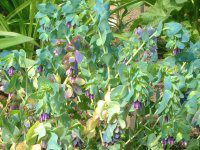 �Z�����Z(Cerinthe)