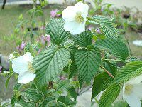 �V�����}�u�L