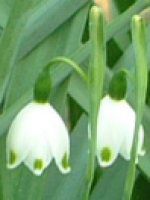 �X�m�[�t���[�N(Snowflake)