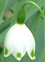 �X�m�[�t���[�N(Snowflake)