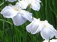 �V���E�u(�Ҋ�)