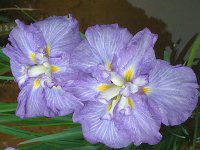 �V���E�u(�Ҋ�)