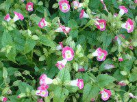 �g���j�A(Torenia)