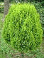 �S�[���h�N���X�g